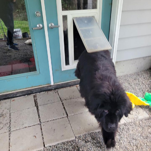 Patio Door Dog Door Installation