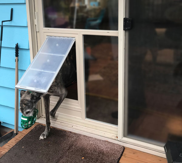 sliding glass door with dog door built in