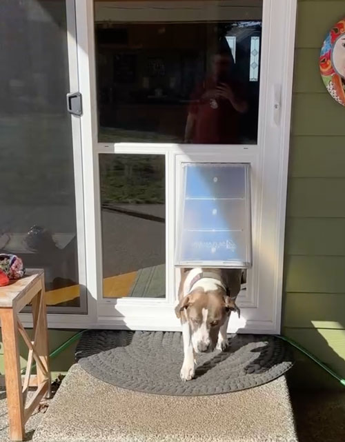Dog Door in Sliding Glass Door, Tacoma WA